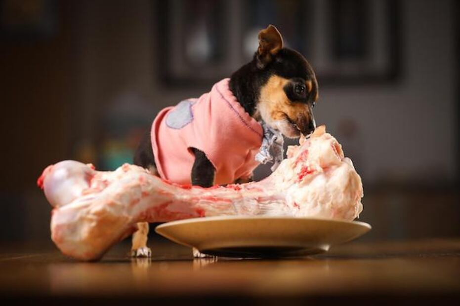 La carne en la alimentación de los perros. Fuente: Freepik.