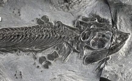 Hallan restos de un reptil carnívoro de 150 millones de años en la Antártida