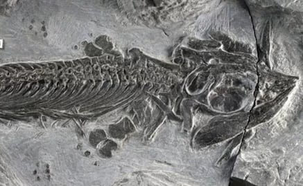 Hallan restos de un reptil carnívoro de 150 millones de años en la Antártida