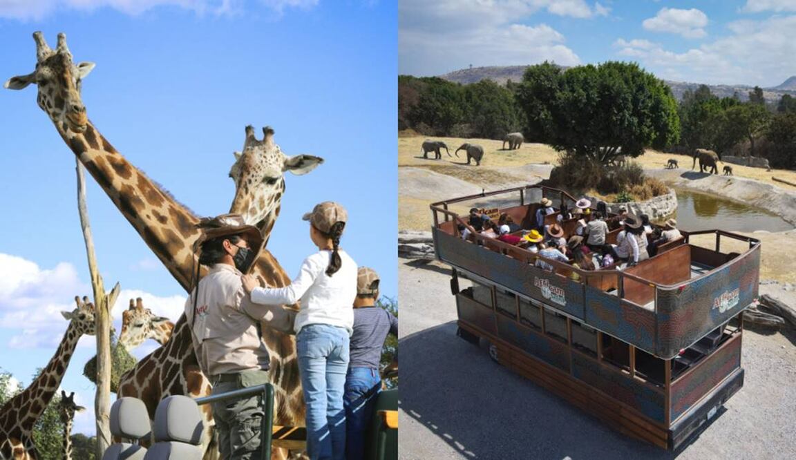 Foto: Áfricam Safari