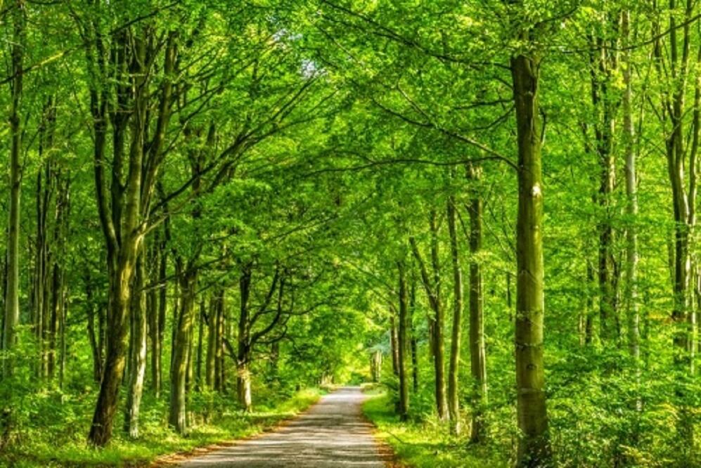Estos bosques son una prueba de la grandeza de la naturaleza  / Foto: Britain Express