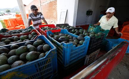 Kilo de aguacate se vende en más de $56 en la CDMX