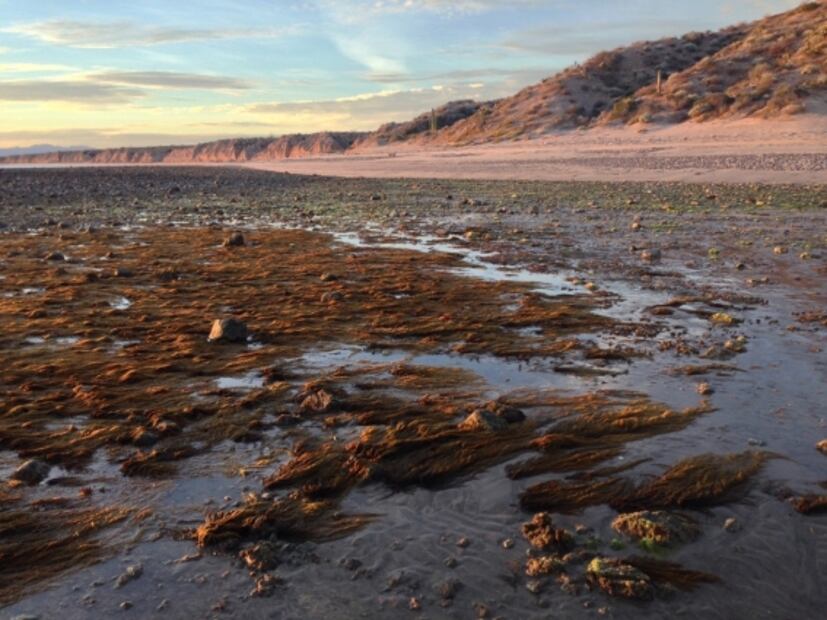 Desalinizando al Mar de Cortés