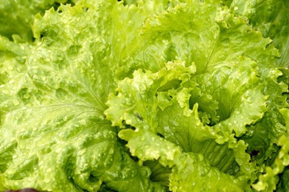 Cómo conservar la lechuga fresca por semanas
