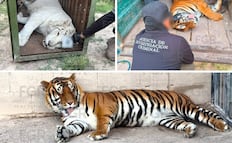 Aseguran 3 tigres de Bengala, un ocelote, un lince, 32 caballos y varios vehículos en Durango; animales quedan bajo resguardo