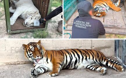 Aseguran 3 tigres de Bengala, un ocelote, un lince, 32 caballos y varios vehículos en Durango; animales quedan bajo resguardo
