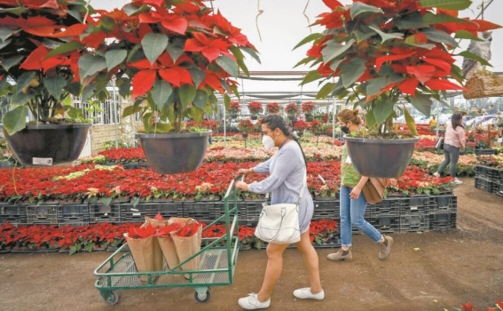 Nochebuenas: poblanos mantienen precio