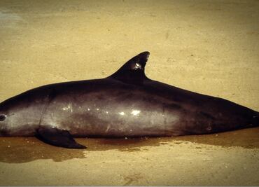 Piden medidas efectivas para preservación de la vaquita marina