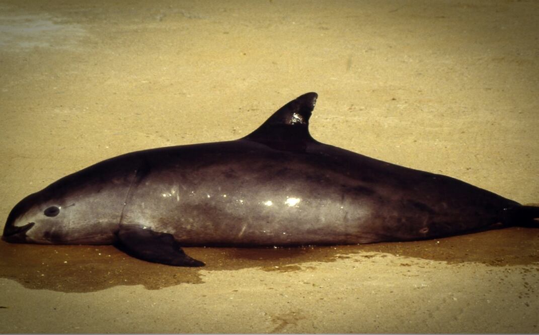 Alejandro Olivera, del Centro para la Diversidad Biológica, comentó que el Programa Integral para la recuperación de la vaquita marina ha tenido muchas fallas. Foto: Archivo/EL UNIVERSAL