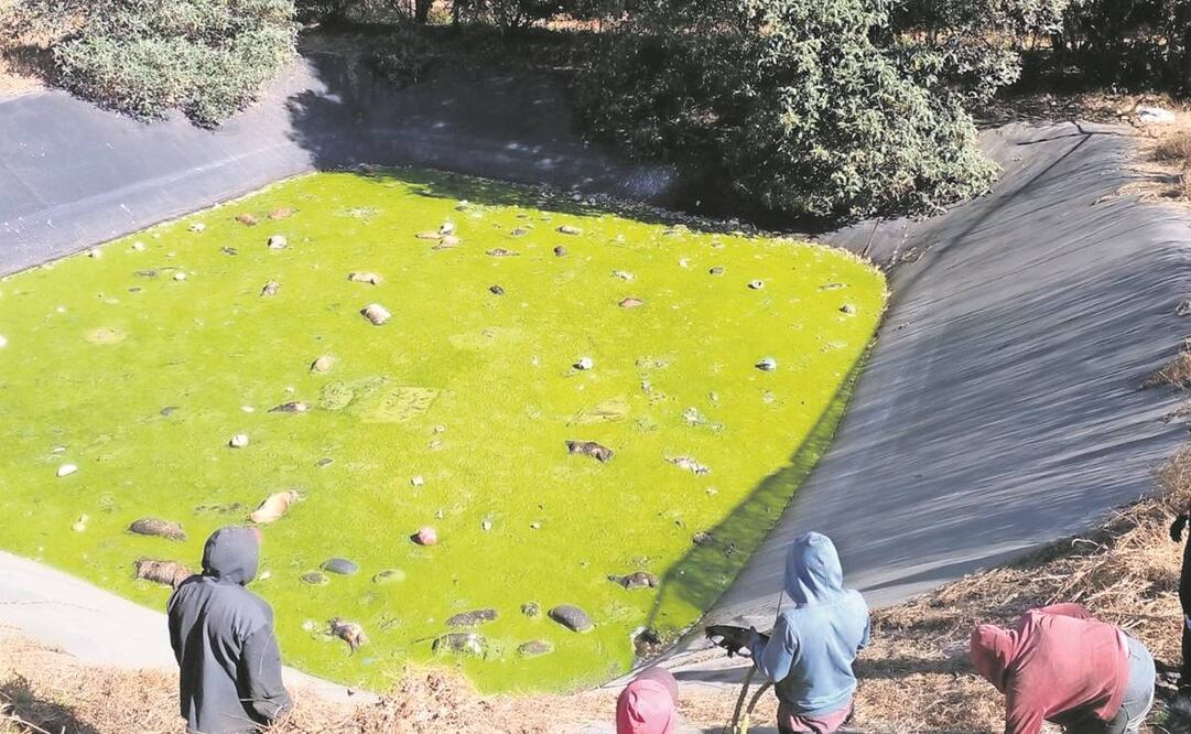 Personal de la Dirección de Limpia dijo que es difícil determi-nar la cantidad de animales encontrados en la laguna de lixiviados. Foto: Especial
