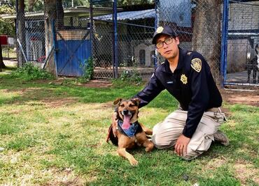 Cadete, perro que se hizo viral en desfile militar, busca hogar