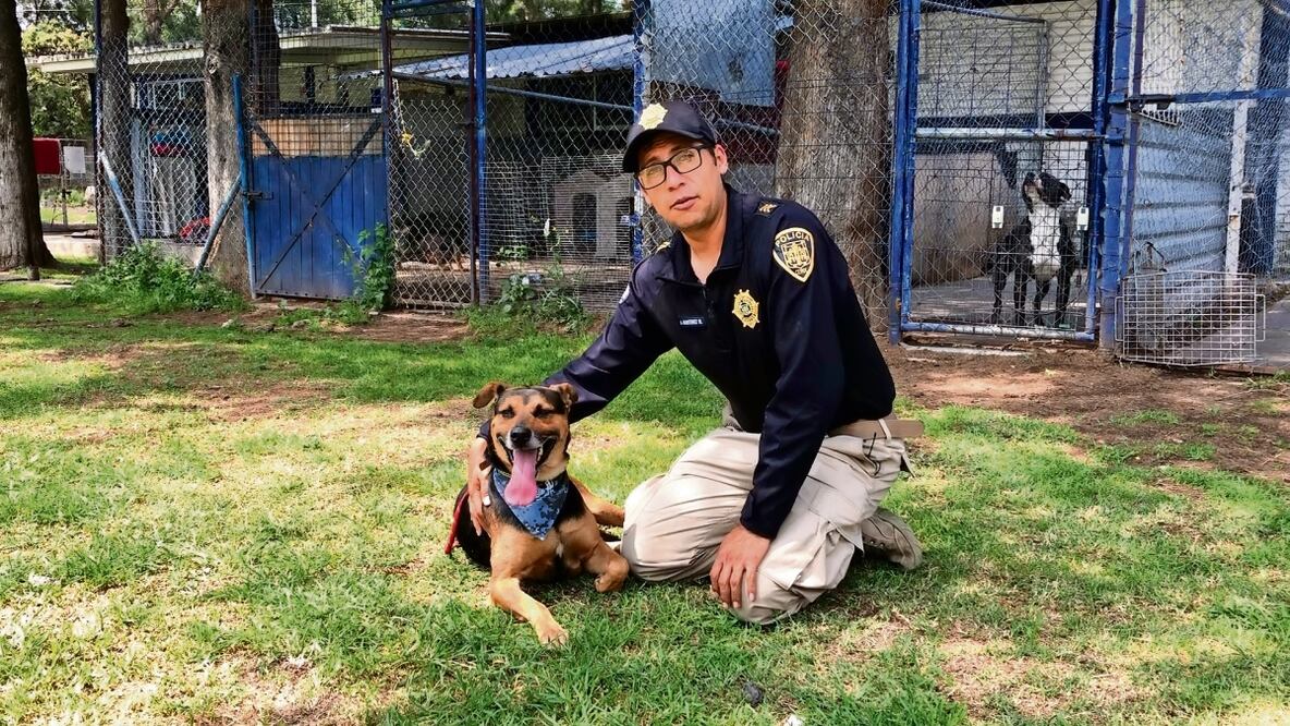 En estos días, Cadete ha convivido con el policía primero Andrés Martínez, encargado del área veterinaria. El perro estrella de internet tiene tres años y pesa alrededor de 35 kilogramos. Foto: Alberto González / El Universal