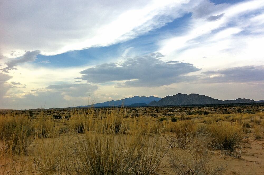 Los hongos están presentes en el aire de los desiertos del norte de México y del sur de Estados Unidos (ESPECIAL)