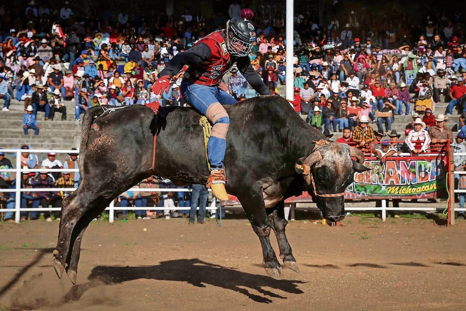 Los bovinos que montan son grandes, llegan a pesar
más de media tonelada. Foto: de Diego Simón