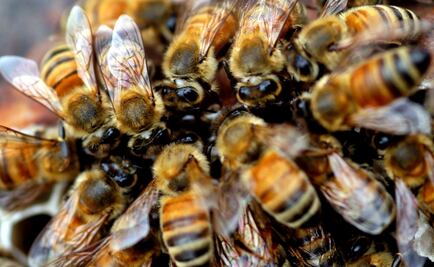 Exhorta Senado a la Semarnat para implementar medidas de protección a abejas