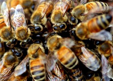 Exhorta Senado a la Semarnat para implementar medidas de protección a abejas