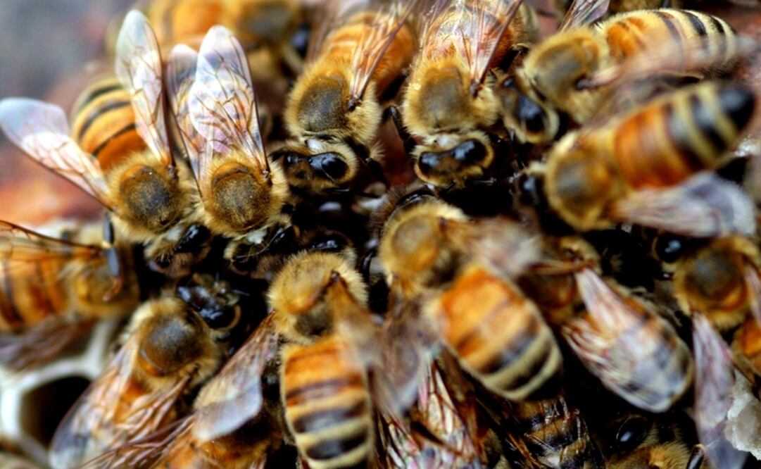 La iniciativa surge ya que el 35% de los polinizadores invertebrados, particularmente las abejas, están en peligro de extinción en el mundo. Foto: Archivo EL UNIVERSAL
