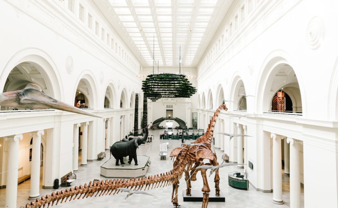 En el Field Museum hay una réplica de Máximo, el dinosaurio más grande que se ha descubierto. También se exhibe su fémur original. (Foto: Field Museum)
