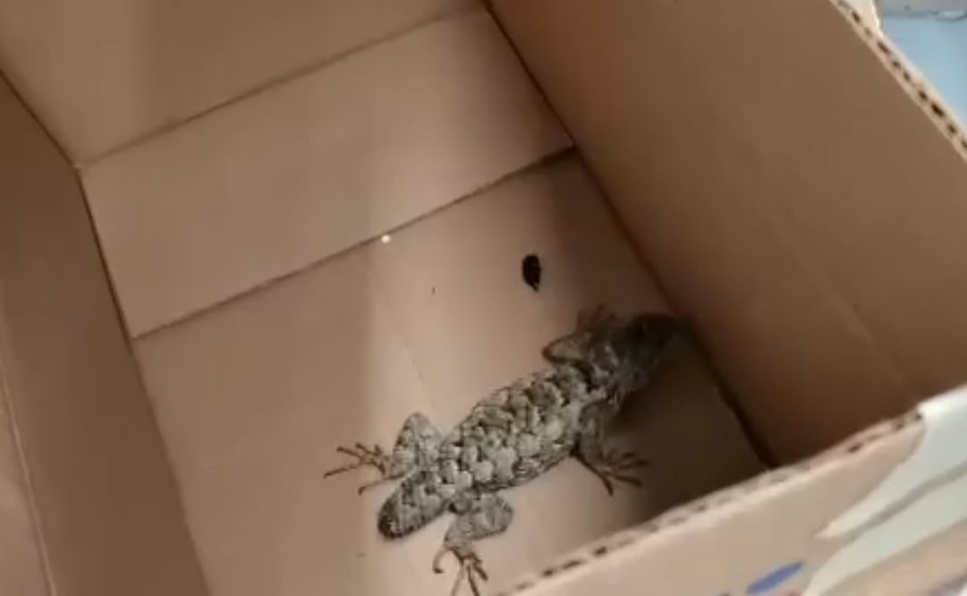 Fue encontrado por un oficial de la Policía Auxiliar de la Secretaria de Seguridad Ciudadana. Foto: Especial