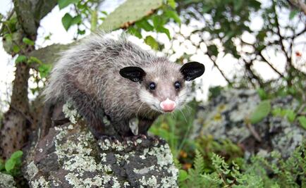 Fun facts about the Mexican Tlacuache