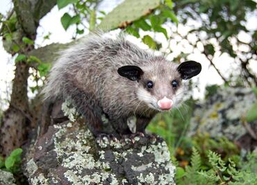 Alumnos del CBTis de Tlaxiaco torturan, matan y cuelgan a un tlacuache; Fiscalía de Oaxaca investiga