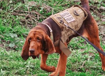 Un perrito de la Marina llamado Max encontró a Caro Quintero para su detención