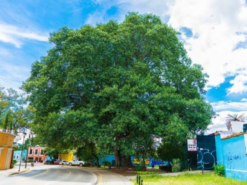 Lanzan concurso nacional de fotografía forestal 2018