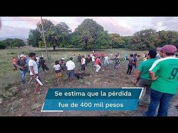 ¡Para la cena de Navidad!, hacen rapiña de reses tras volcadura de tráiler en Chiapas