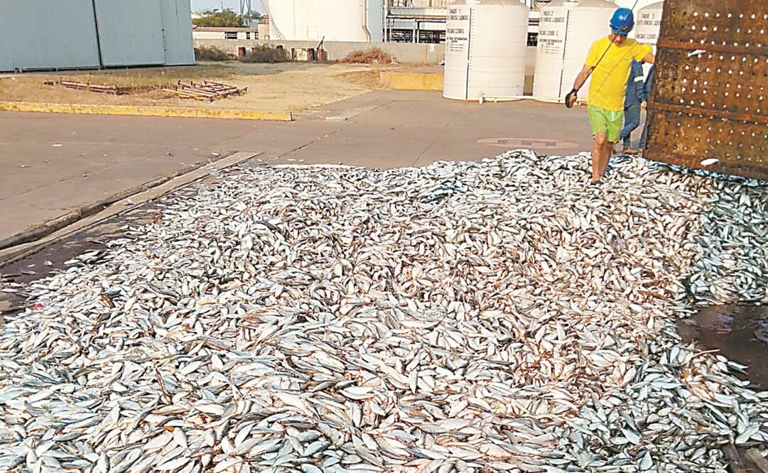 Pescadores hallaron decenas de sardinas muertas sobre la playa. Foto: Especial