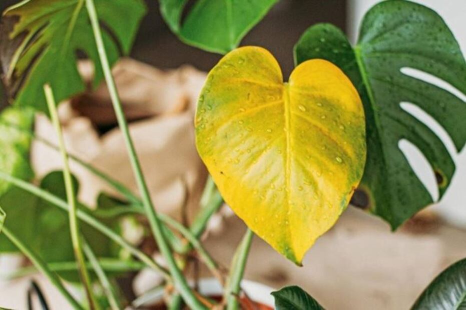 Evita que tu planta se seque con este truco. Foto: Pexels