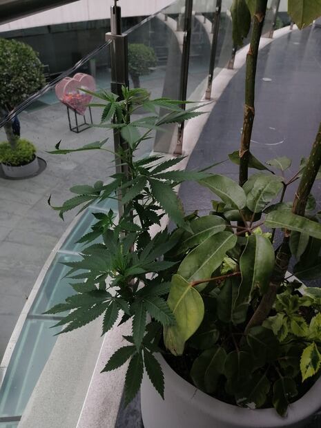 Hallan planta de marihuana en maceta que se encuentra en el Senado. Foto: EL UNIVERSAL