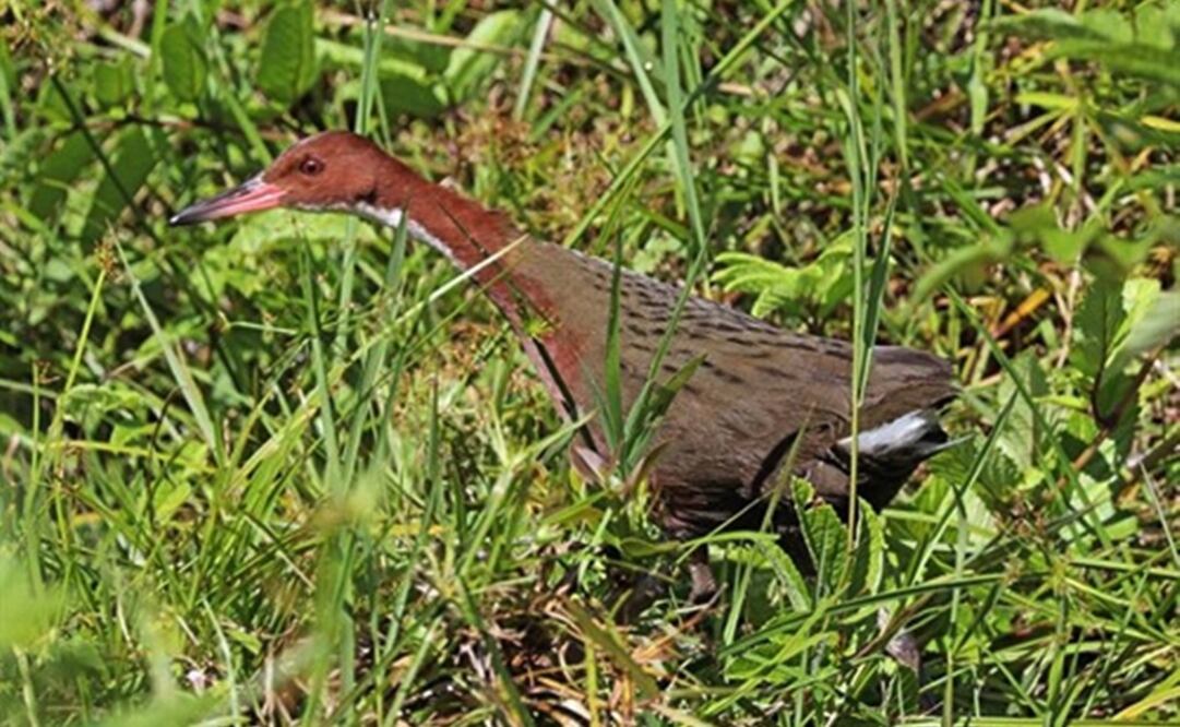 Foto: CHARLES J SHARP / Europa Press