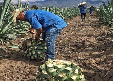 No te pierdas el 3er Encuentro Nacional de Maestros del Mezcal