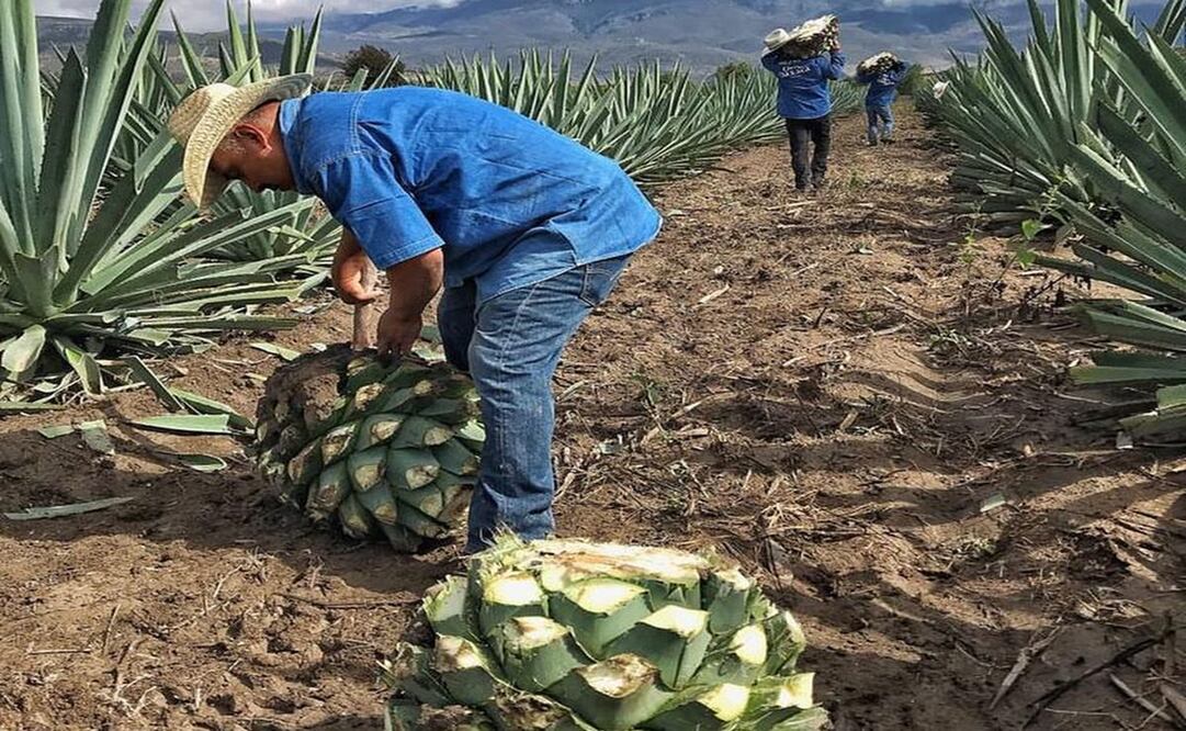 Foto: instagram mezcalorodeoaxaca