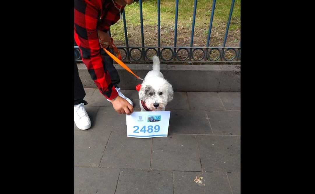 Foto: Especial/ EL UNIVERSAL/ La “Carrera Perritos en Fuga 2.5 K” es para quienes gustan de salir a correr en compañía de sus perritos.