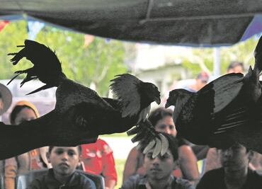 Gallos de pelea: Un juego de tradición y violencia