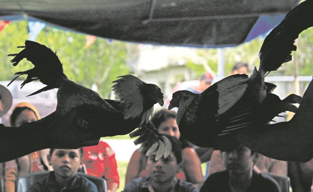 La pelea comienza cuando los dueños pican a sus gallos frente al rival (los acercan y azuzan hasta que las aves comienzan a agredirse a picotazos). El evento dura 25 minutos, aunque puede terminar antes. FOTOS: LUMA LÓPEZ. EL UNIVERSAL