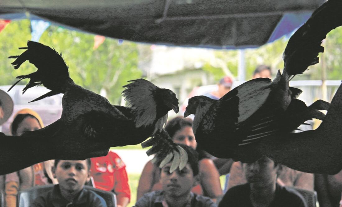 La pelea comienza cuando los dueños pican a sus gallos frente al rival (los acercan y azuzan hasta que las aves comienzan a agredirse a picotazos). El evento dura 25 minutos, aunque puede terminar antes. FOTOS: LUMA LÓPEZ. EL UNIVERSAL