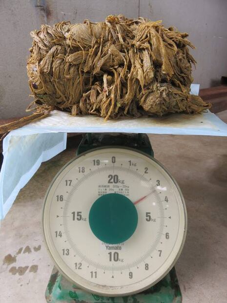 Denuncian muerte de ciervos en Japón por comer plástico que dejan turistas