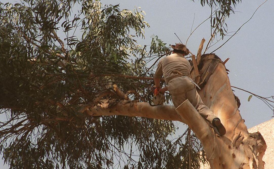 Protestan vecinos en la GAM contra tala