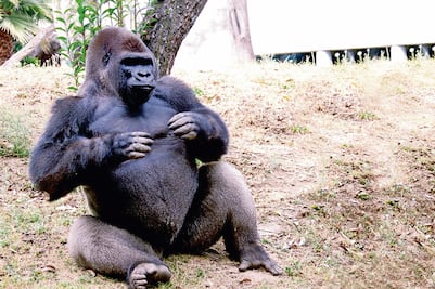 Tramitan cobro del seguro de 'Bantú'