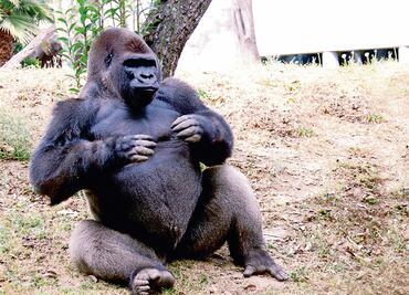 Tramitan cobro del seguro de 'Bantú'