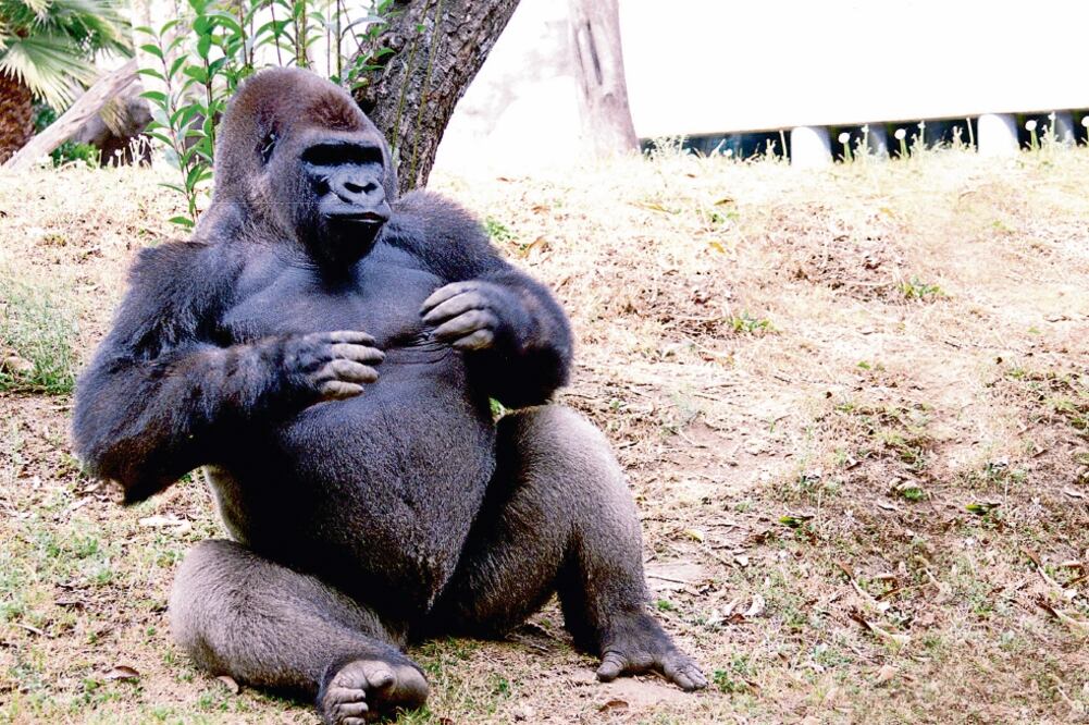 El seguro del gorila Bantú no cubre pérdida o enfermedades que se originen por negligencia; aún se investiga qué causó el fallecimiento del animal (ARCHIVO EL UNIVERSAL)