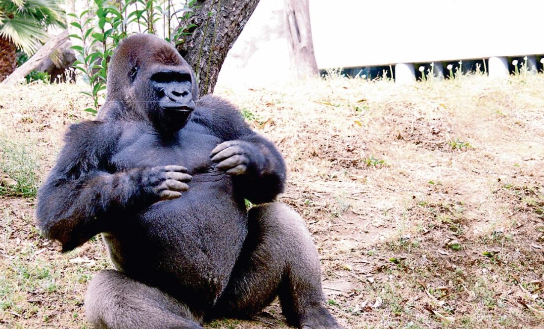 El seguro del gorila Bantú no cubre pérdida o enfermedades que se originen por negligencia; aún se investiga qué causó el fallecimiento del animal (ARCHIVO EL UNIVERSAL)