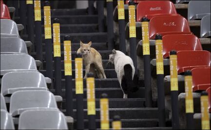 América vs Cruz Azul, tuvo dos "invitados" sorpresa