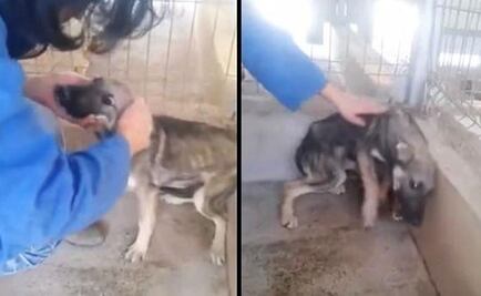 Video. La reacción de un perro maltratado al recibir cariño