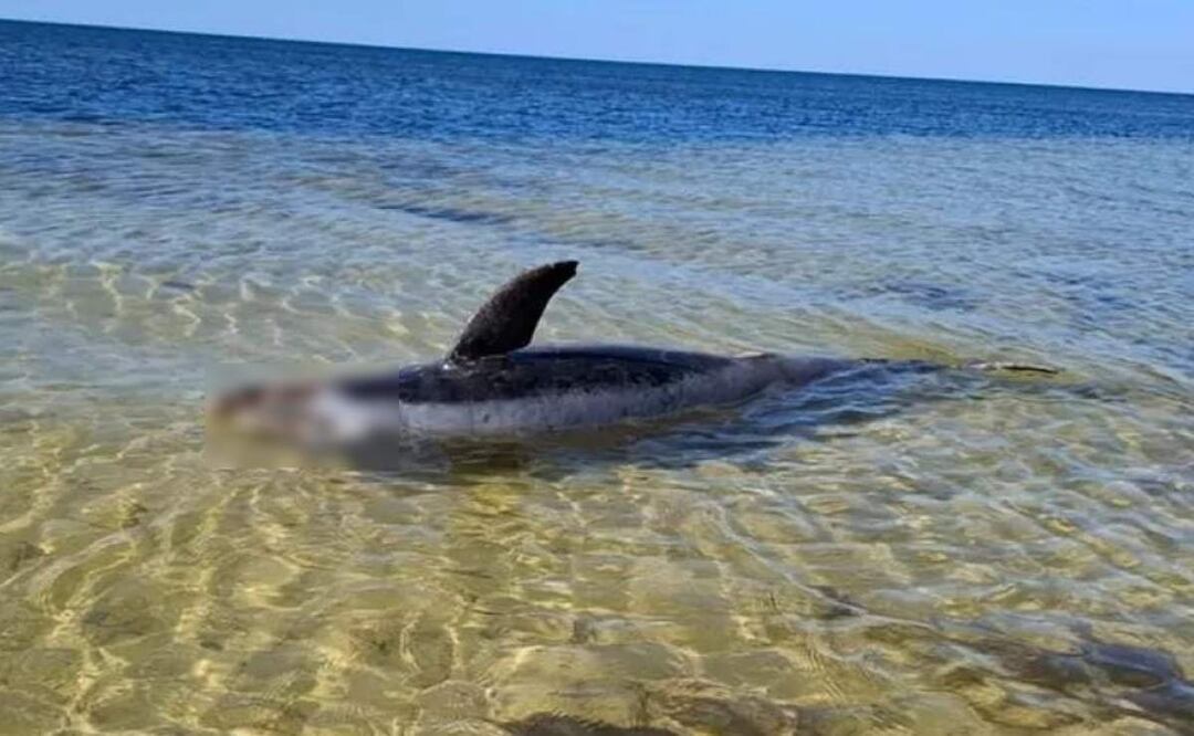 Fueron encontrados los restos de un delfín que encalló en la costa yucateca (05/03/2025). Foto: Especial