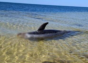 Hallan restos de delfín en costas de Yucatán; encallamiento es por el cambio climático, acusan expertos
