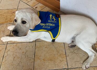 Así ayuda el perro Wasabi a Iñaki, hijo de Rafa Sarmiento y "La Choco"