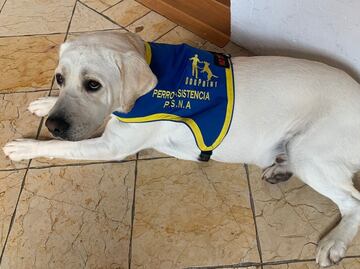 Así ayuda el perro Wasabi a Iñaki, hijo de Rafa Sarmiento y "La Choco"